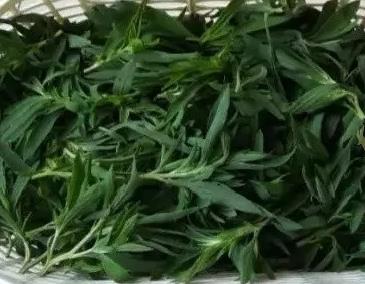 昌邑扫帚菜:潍坊昌邑市特产野菜地肤,产地蔬菜扫帚菜,产地宝