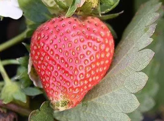 石埠子草莓:潍坊安丘市石埠子特产草莓,产地水果-国家地理标志产品,产地宝