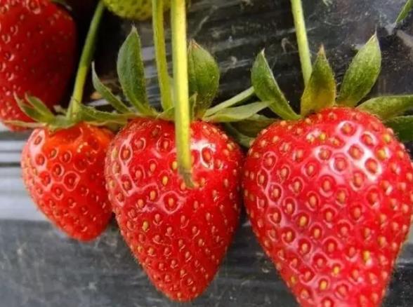 诸城草莓:潍坊诸城市特产草莓,国家地理标志产品,产地水果草莓,产地宝