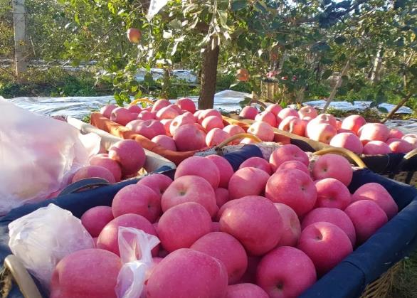 蓬莱苹果:烟台蓬莱市特产苹果,国家地理标志产品,产地水果蓬莱苹果,产地宝