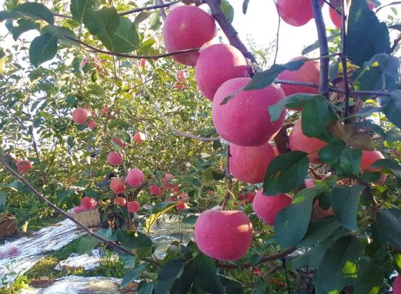 蓬莱苹果:烟台蓬莱市特产苹果,国家地理标志产品,产地水果蓬莱苹果,产地宝