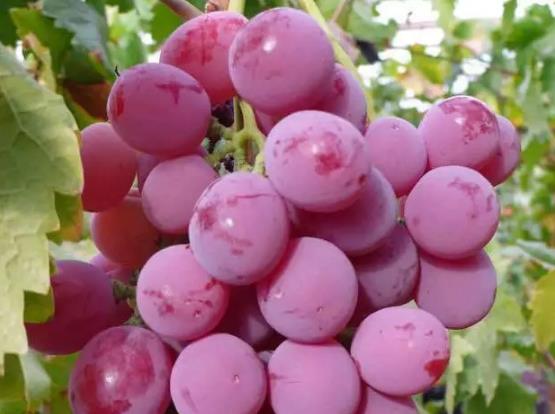 蓬莱葡萄:烟台蓬莱市特产葡萄,国家地理标志产品,产地水果蓬莱葡萄,产地宝