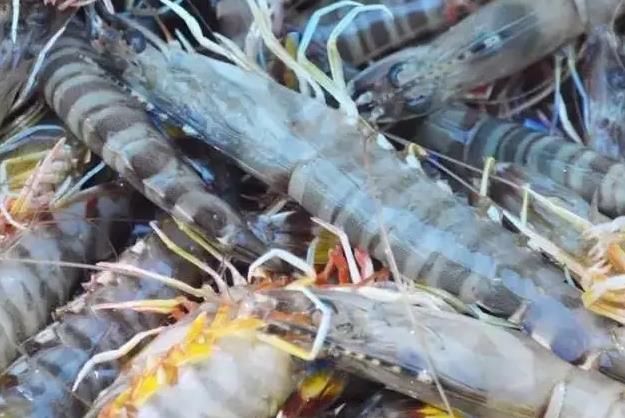 蓬莱车虾:烟台蓬莱市特产海产,产地水产品蓬莱车虾,产地宝