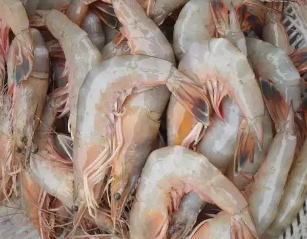 蓬莱海捕大虾:烟台市蓬莱市特产海鲜,产地水产品大虾,产地宝