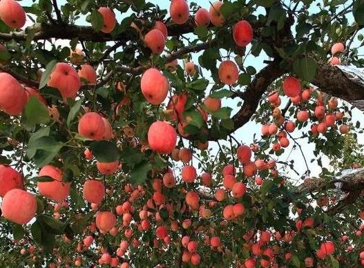 牟平苹果:烟台牟平区特产苹果,产地水果-牟平苹果,产地宝