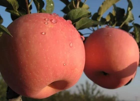 牟平苹果:烟台牟平区特产苹果,产地水果-牟平苹果,产地宝