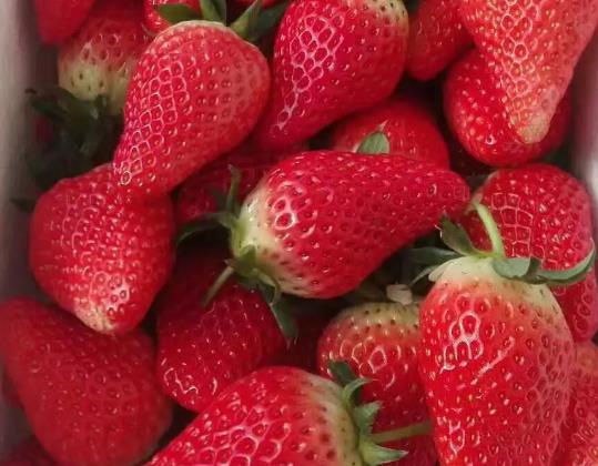 牟平南台村草莓:烟台牟平水道镇南台村特色产品草莓,产地水果,产地宝