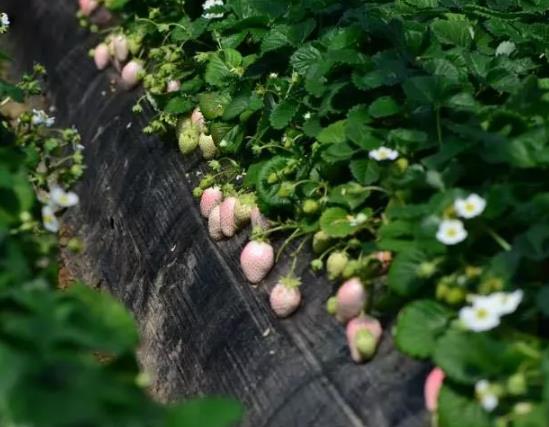 解字崖白草莓:烟台福山东厅街道特产白草莓,产地水果草莓,产地宝