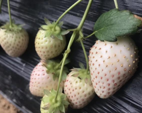 解字崖白草莓:烟台福山东厅街道特产白草莓,产地水果草莓,产地宝