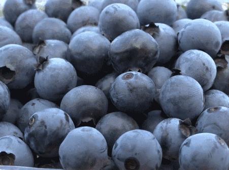 解字崖蓝莓:烟台福山区东厅街道特产蓝莓,产地水果蓝莓,产地宝