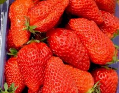西宋龙洲岛草莓:烟台福山高疃镇西宋龙洲岛特产草莓,产地水果,产地宝
