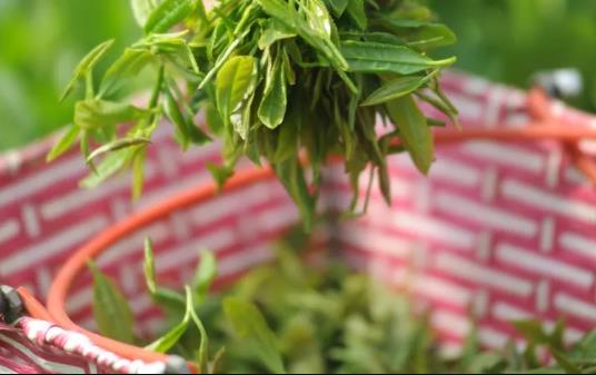 松带雨有机绿茶:烟台福山张格庄镇马蹄夼村特产绿茶,产地农产品绿茶,产地宝