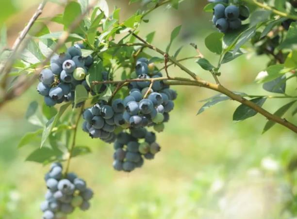 马蹄夼蓝莓:烟台福山张格庄镇马蹄夼村特产蓝莓,产地水果蓝莓,产地宝