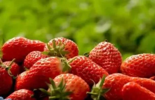 福山东周草莓:烟台福山区东周格庄村特产草莓,产地水果草莓,产地宝