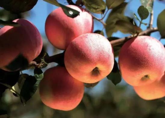 绍瑞口苹果:烟台福山区绍瑞口村特产苹果,产地水果福山苹果,产地宝