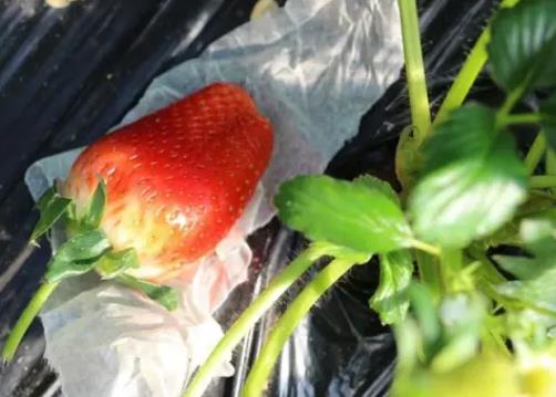 回里草莓:烟台福山区回里镇刘家庄谭家庄村特产草莓,产地宝