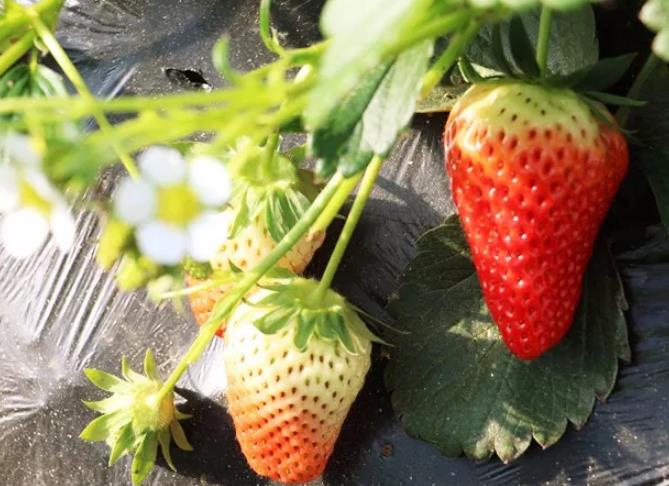 莱阳夏庄村草莓:烟台莱阳市夏庄村特色草莓,产地农产品,产地宝