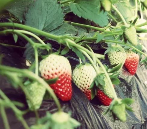 莱阳夏庄村草莓:烟台莱阳市夏庄村特色草莓,产地农产品,产地宝