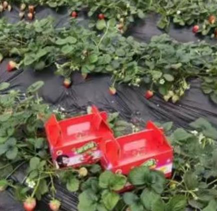 莱阳方里草莓:烟台莱阳市团旺镇方里村特色农产品草莓,产地宝