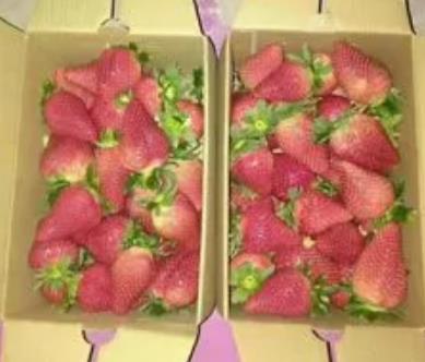 莱阳方里草莓:烟台莱阳市团旺镇方里村特色农产品草莓,产地宝