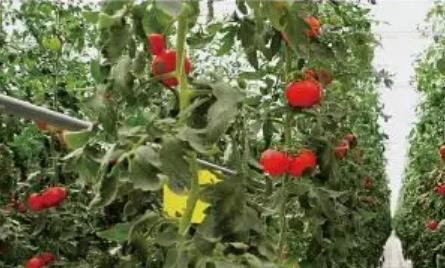 海阳西红柿:烟台海阳市特产西红柿,产地农产品普罗旺斯西红柿,产地宝