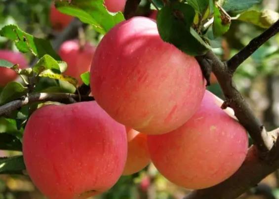 海阳苹果:烟台海阳市发城镇王家山后村特产苹果,产地网销水果,产地宝