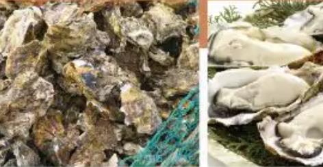 海阳牡蛎:烟台海阳市特产牡蛎,产地水产品海阳牡蛎,产地宝