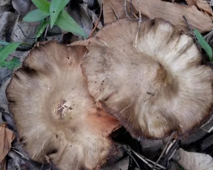 莱山梨花菇:烟台市莱山区特产梨花菇,产地土特产莱山春蘑菇,产地宝