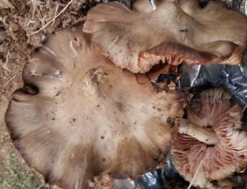 莱山梨花菇:烟台市莱山区特产梨花菇,产地土特产莱山春蘑菇,产地宝