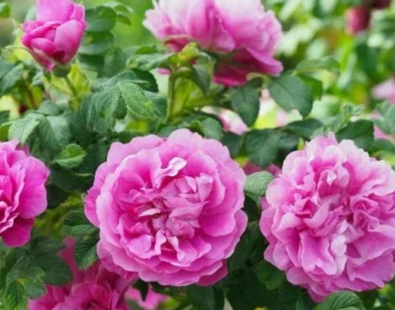 平阴玫瑰:济南平阴县特产玫瑰,国家地理标志产品,产地花卉玫瑰,产地宝