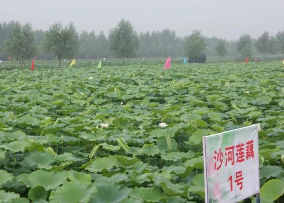 沙河莲藕:济南商河县特产沙河莲藕,国家地理标志产品,产地宝