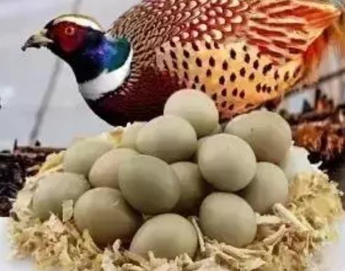 七彩野鸡蛋:济南市商河县特色旅游商品七彩野鸡蛋,产地宝