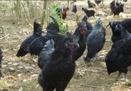 吉山黑鸡:济南莱芜特产吉山黑鸡,地理标志产品黑鸡,产地宝