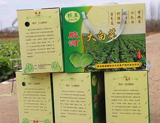 胶河大白菜:青岛黄岛六汪镇特产胶河大白菜,产地农产品白菜,产地宝