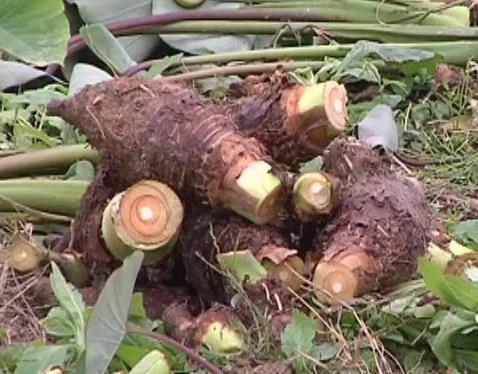 柳花泊芋头:青岛黄岛灵珠山柳花泊大夼村特产芋头,产地宝