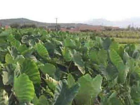 柳花泊芋头:青岛黄岛灵珠山柳花泊大夼村特产芋头,产地宝