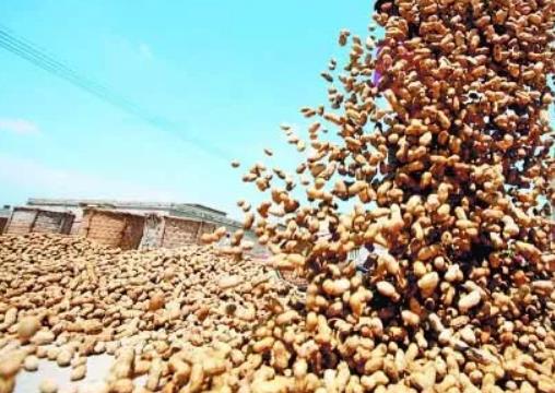 平度大花生:青岛平度市特产大花生,地理标志产品大花生,产地宝