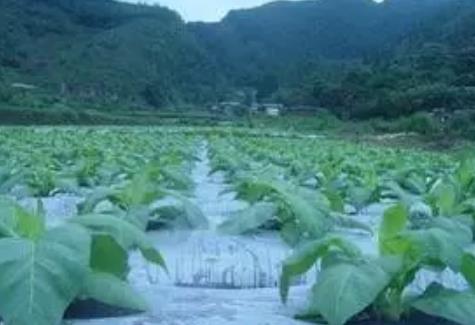 临沂市沂水县圈里乡农特产花生、蜜桃、禽蛋、畜牧,产地宝