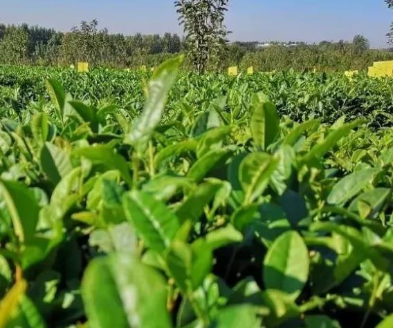 莒南绿茶:临沂莒南县特产绿茶,国家地理标志产品绿茶,产地宝