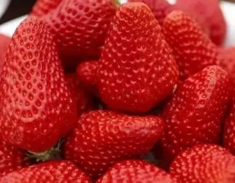 大店草莓:临沂莒南县特产大店草莓,国家地理标志产品草莓,产地宝