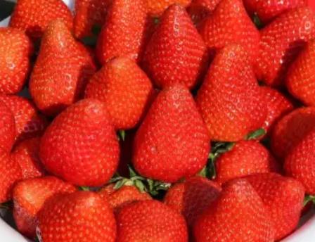 大店草莓:临沂莒南县特产大店草莓,国家地理标志产品草莓,产地宝