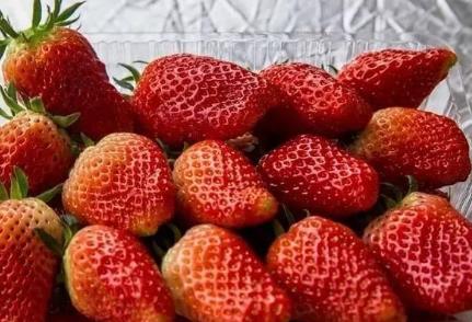 兰陵芦塘村草莓:临沂市兰陵县长城镇芦塘村农特产草莓,产地宝