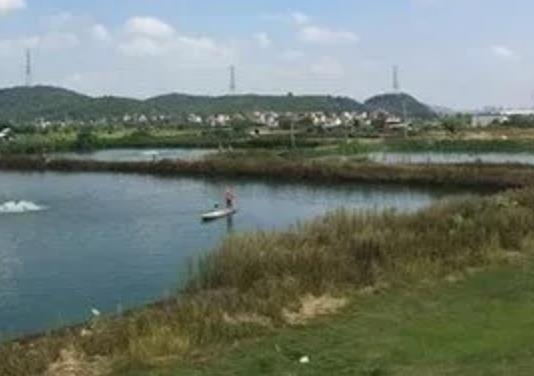 广东鲂西江鳊:佛山市顺德区农特产广东鲂即西江鳊鱼,产地宝