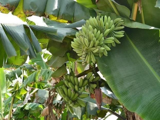 顺德伦教仕版香火蕉和蕉蕾茶:佛山市顺德区农特产香蕉,产地宝