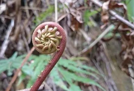 陆河赤蕨菜:汕尾市陆河县农特产赤蕨菜,产地宝