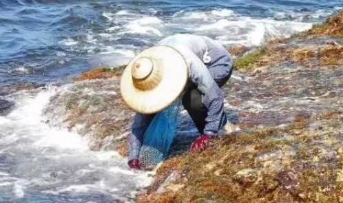 南澳岛海石花:汕头南澳县特产美食海石花,产地食品海石花,产地宝