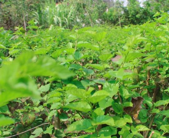 柘城伯岗桑叶茶面条:商丘柘城县伯岗镇特产食品桑叶茶 面条,产地宝