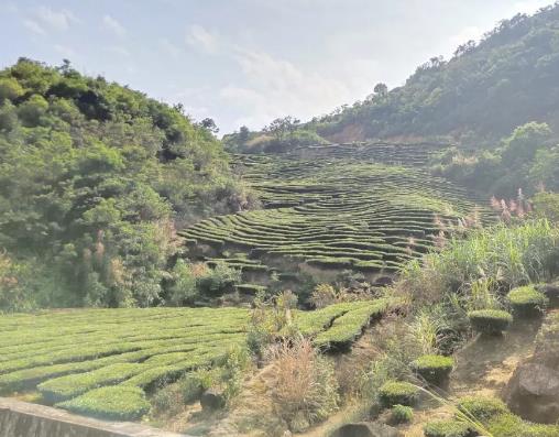 玉湖坪上绿茶:揭阳市揭东玉湖镇坪上村农特产品炒茶绿茶,产地宝