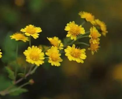 鲁庄小相菊花:郑州市巩义鲁庄镇特产农产品小相菊花,产地宝