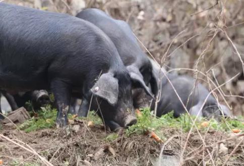 汝阳黑猪肉:洛阳市汝阳县王坪两河特色农产品豫西黑猪肉,产地宝